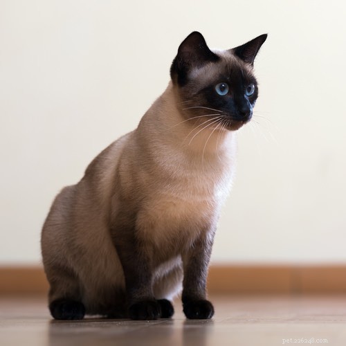 タイからの7匹の猫の品種 