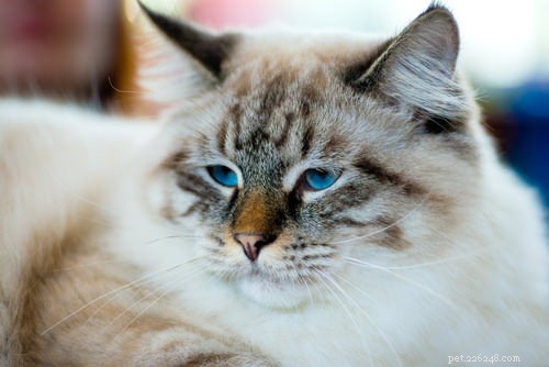 10 самых здоровых пород кошек
