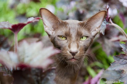 10 nejzdravějších plemen koček