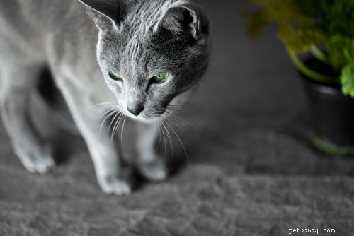 10 races de chats les plus saines