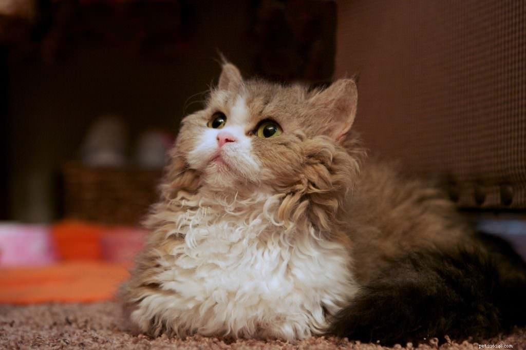 Вы слышали обо всех этих породах кошек породы манчкин?