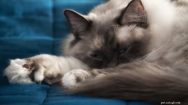 9 races de chats qui aiment se blottir