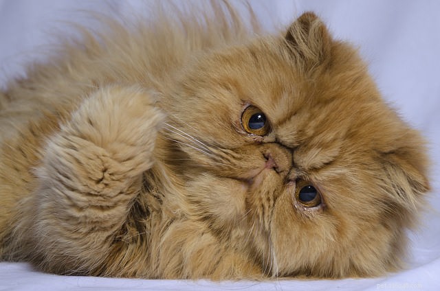 9 races de chats qui aiment se blottir