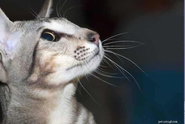 9 kattenrassen die dol zijn op chatten