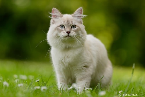 알레르기 환자에게 이상적인 6가지 고양이 품종