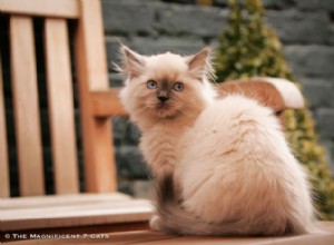 Una principessa perfetta:incontra Pixie da I magnifici 7:i gatti più famosi della Gran Bretagna