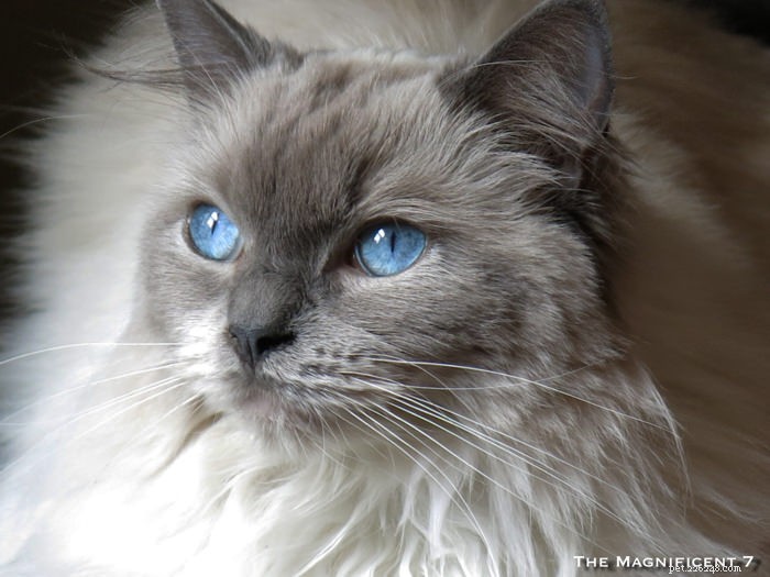 완벽한 공주:The Magnificent 7:영국에서 가장 유명한 고양이의 Pixie를 만나보세요