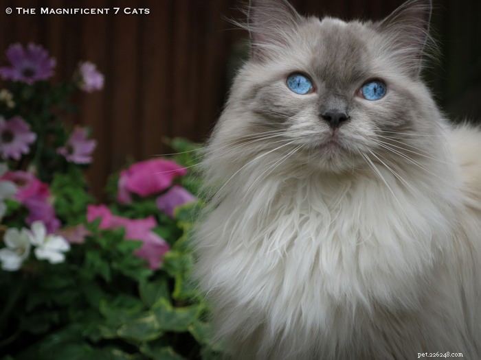 Идеальная принцесса:познакомьтесь с Пикси из сериала «Великолепная семерка:самые известные кошки Британии»