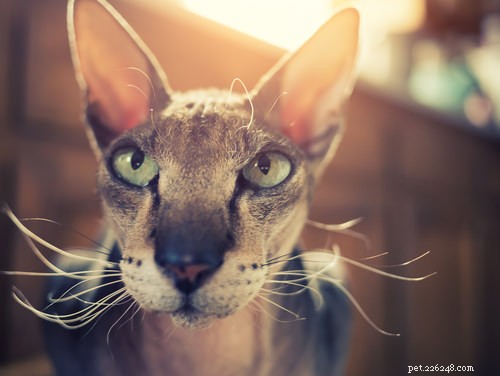 15 raças de gatos mais estranhas
