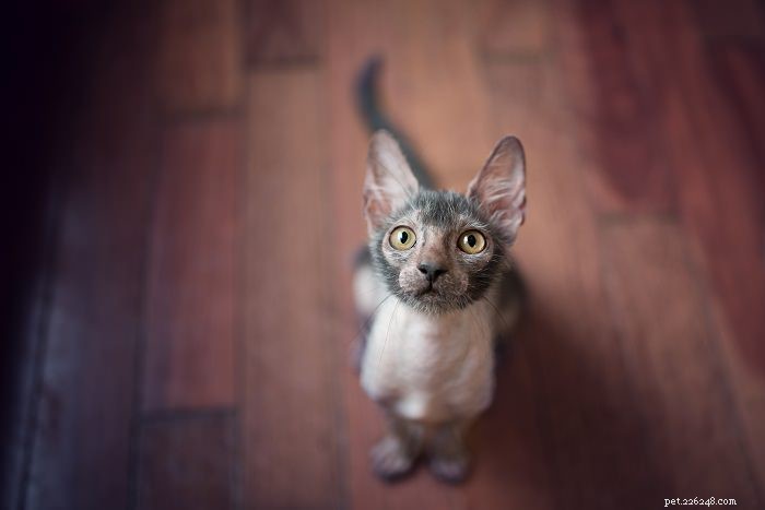 15 самых странных пород кошек