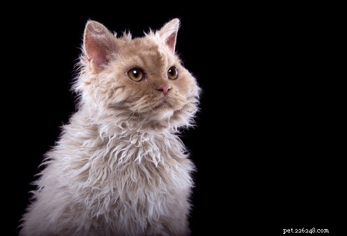 15 raças de gatos mais estranhas