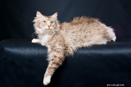 15 самых странных пород кошек