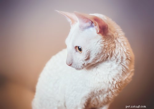 15奇妙に見える猫の品種 