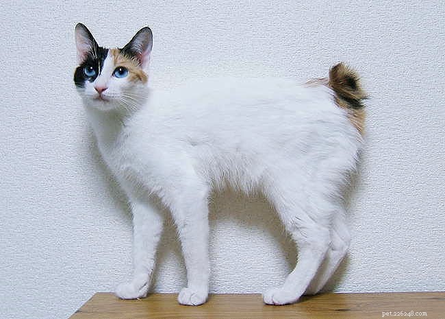 아시아 및 아프리카의 고양이 품종 5종