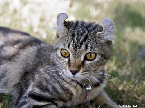 15奇妙に見える猫の品種 