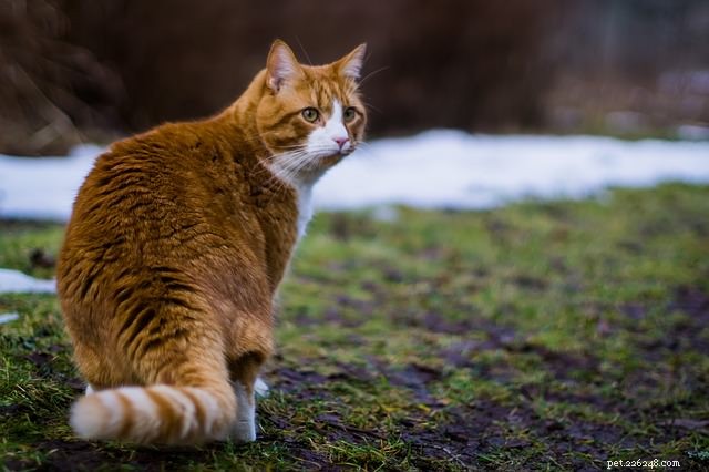 주황색 얼룩 고양이에 대한 7가지 재미있는 사실