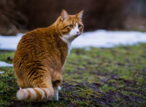 7 забавных фактов об рыжих полосатых кошках