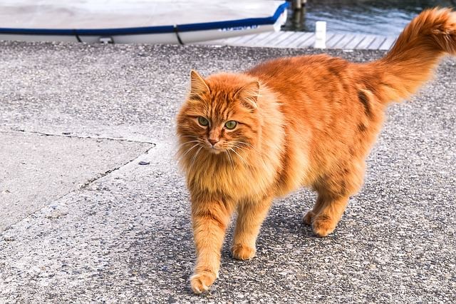 7 curiosidades sobre o gato malhado laranja