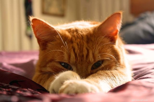 7 roliga fakta om Orange Tabby Cats