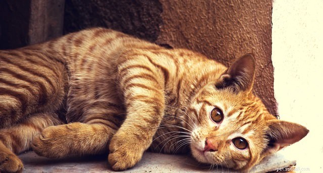 7 faits amusants sur les chats tigré orange