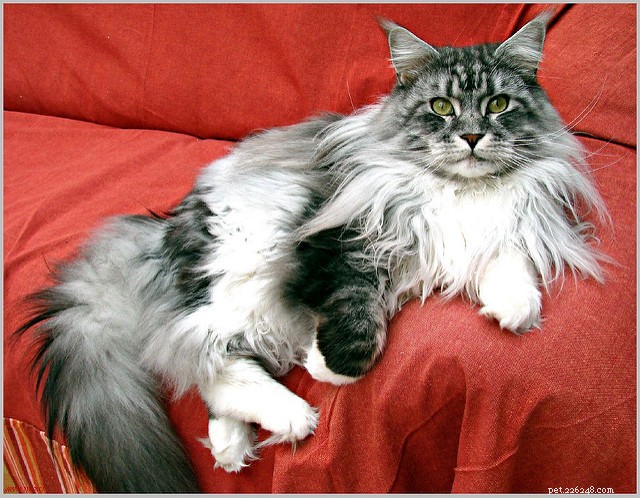 魅力的な毛皮を持つ10の長髪の猫の品種 