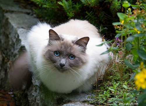 魅力的な毛皮を持つ10の長髪の猫の品種 