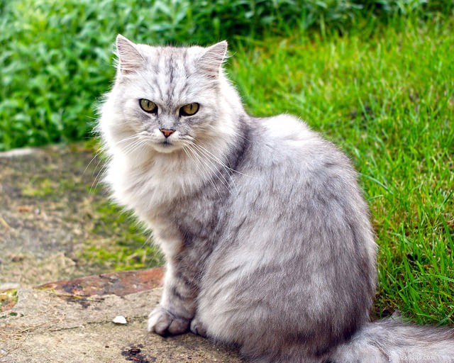 10 raças de gatos de pelo comprido com pelo irresistível