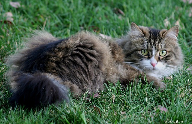 10 пород длинношерстных кошек с неотразимой шерстью