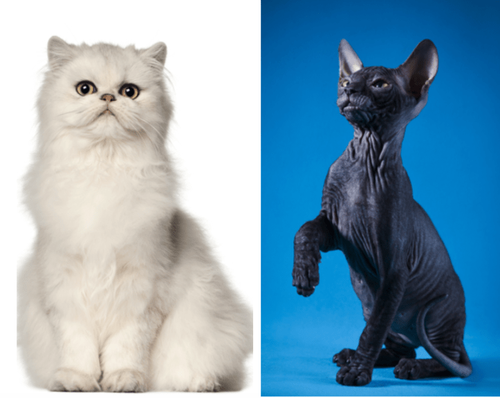 Welke van deze katten is beter voor een allergielijder? Het zou je kunnen verbazen.