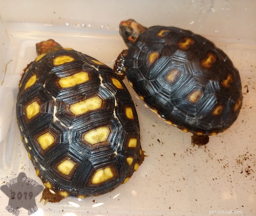 Tortoise Talk:wat is marmering en is het normaal?