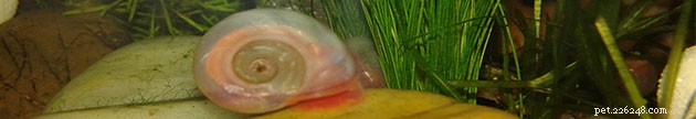 Ramshorn 달팽이 케어시트