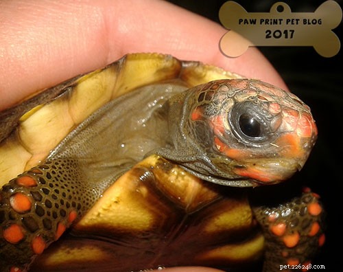 Blötläggning (badande) rödfotssköldpaddor