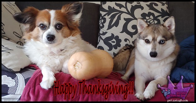 Еда для собак на День Благодарения!