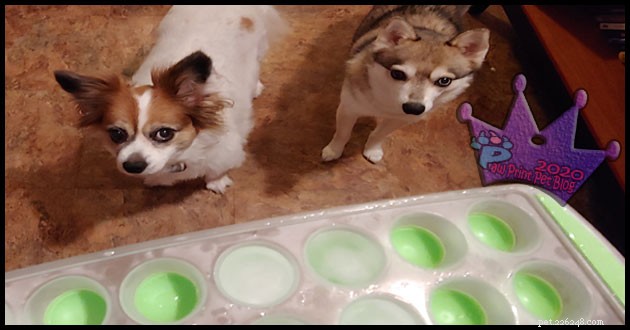 Je bezpečné krmit psy kostkami ledu?