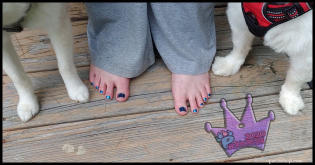 뜨거운 포장도로는 애완동물의 발을 태울 수 있습니다