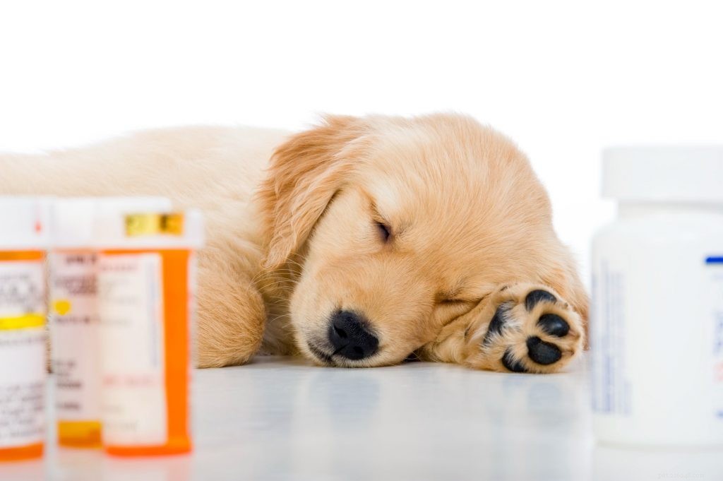 De voordelen van het kopen van medicijnen via uw dierenarts