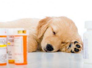 Os benefícios de comprar medicamentos através de seu veterinário