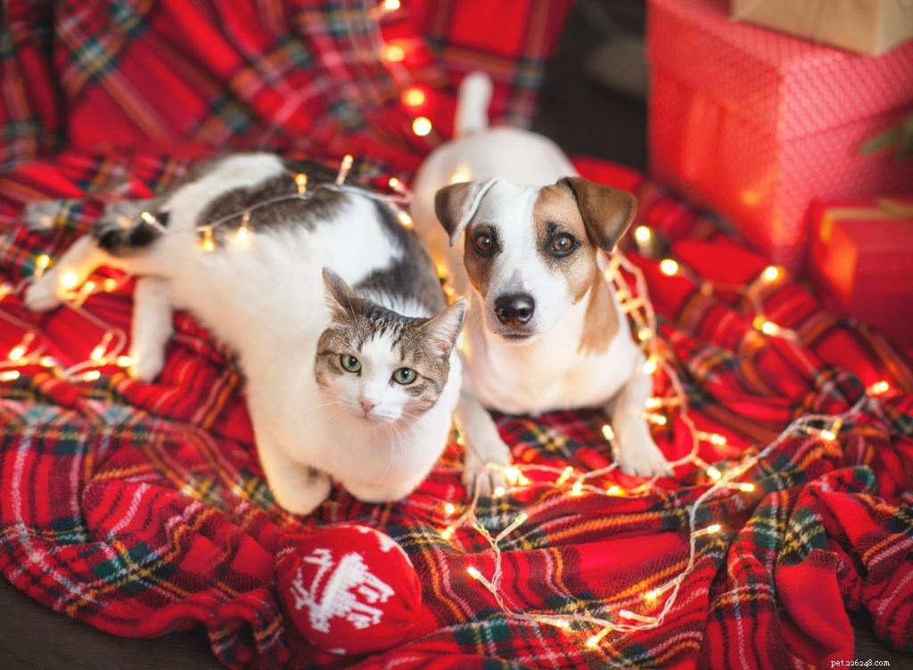 Prepara il tuo animale domestico per le festività natalizie