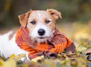 Ação de Graças que aceita animais de estimação:gratidão pelo seu animal de estimação