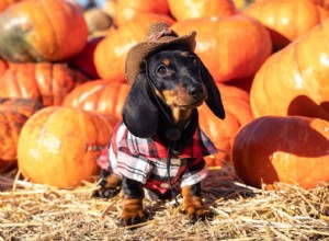 Segurança para animais de estimação no Halloween:sem truques, apenas guloseimas