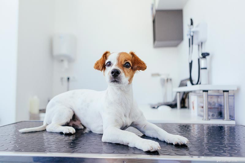 Wheaton Animal Hospitals 5 bästa bloggar om husdjursvård 2018