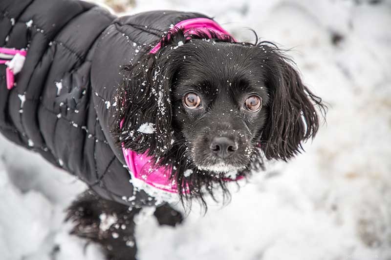 The Big Chill:Keeping Your Pet Warm This Winter