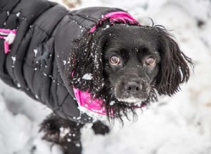 O grande calafrio:manter seu animal de estimação aquecido neste inverno