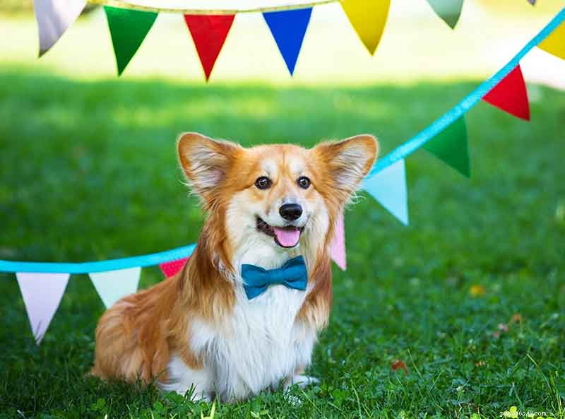 Come organizzare una festa di compleanno di un animale domestico pawsily paw