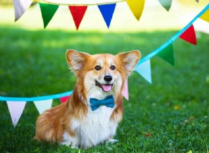 Como fazer uma festa de aniversário de um animal de estimação com paciência