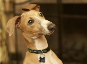 Demasiado, muitas vezes:como treinar seu cão a não latir