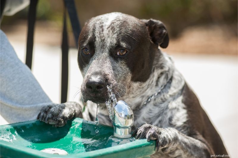 L hydratation de votre animal de compagnie :la clé d un été en toute sécurité pour votre ami à quatre pattes