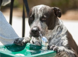 Hidratação para animais de estimação:a chave para um verão seguro para seu amigo peludo