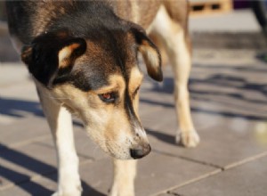 As melhores maneiras de cuidar das patas do seu animal de estimação neste verão