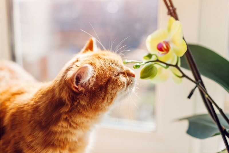 Giftige bloemen kunnen de dag van uw huisdier op zijn kop zetten